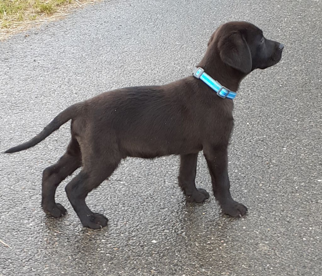 des Graffitis de la Lauzeraie - Labrador Retriever - Portée née le 11/02/2018